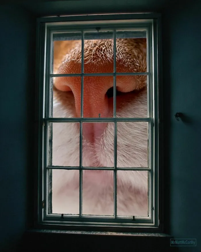 This Artist Uses Photoshop To Create Surreal Giant Cat Landscapes, Here Are His Best 30 Edits