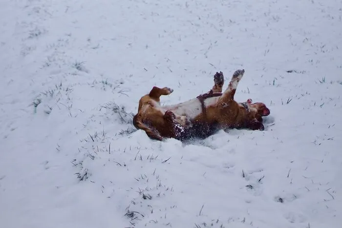 Freya Having Fun In Snow