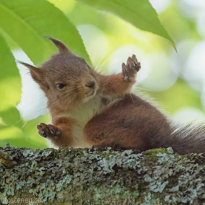 Tall Squirrel Tales