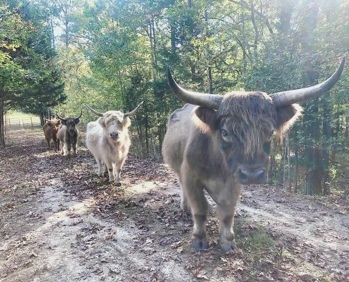 Woman Takes In Neglected Animals No One Wants, No Matter Their Species, And Has Already Saved Nearly 200