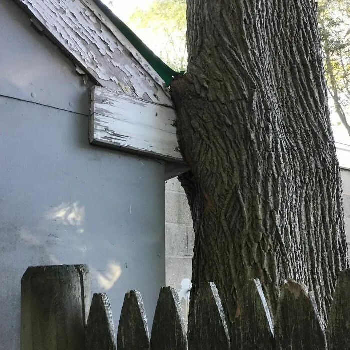 I Bet The Tree Will Win!