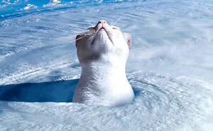 This Artist Uses Photoshop To Create Surreal Giant Cat Landscapes, Here Are His Best 30 Edits