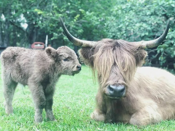 Woman Takes In Neglected Animals No One Wants, No Matter Their Species, And Has Already Saved Nearly 200