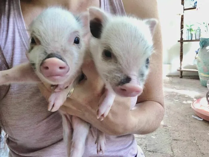 Woman Takes In Neglected Animals No One Wants, No Matter Their Species, And Has Already Saved Nearly 200