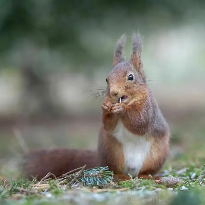Squirrel Appreciation Day, You Say?