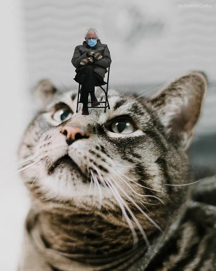 Artist Imagines The World With Giant Cats, And The Result Is Purrrfect