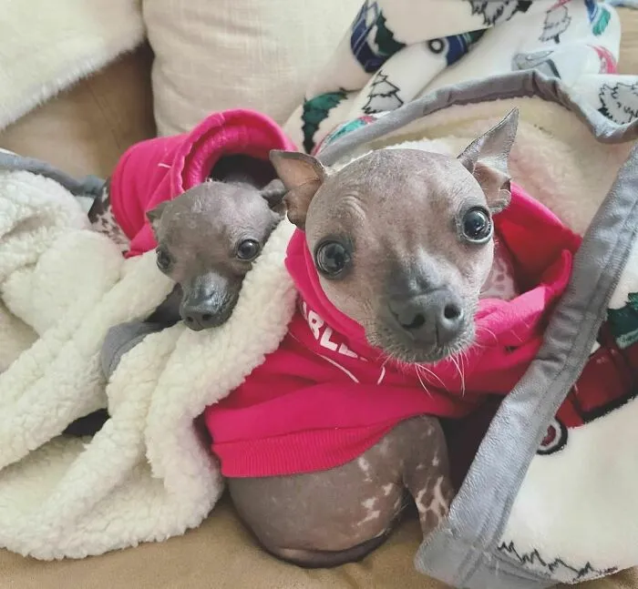 Woman Takes In Neglected Animals No One Wants, No Matter Their Species, And Has Already Saved Nearly 200
