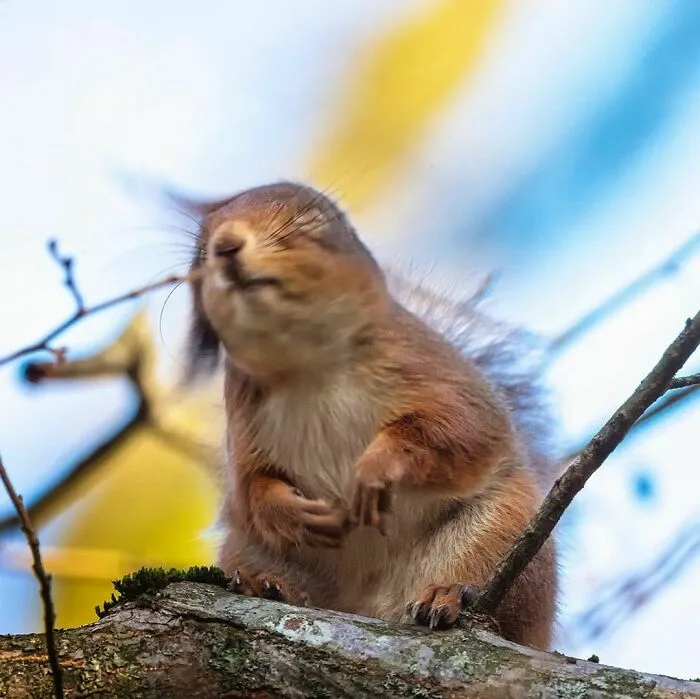 I Love The Smell Of Nuts In The Morning. It Smells Like Victory
