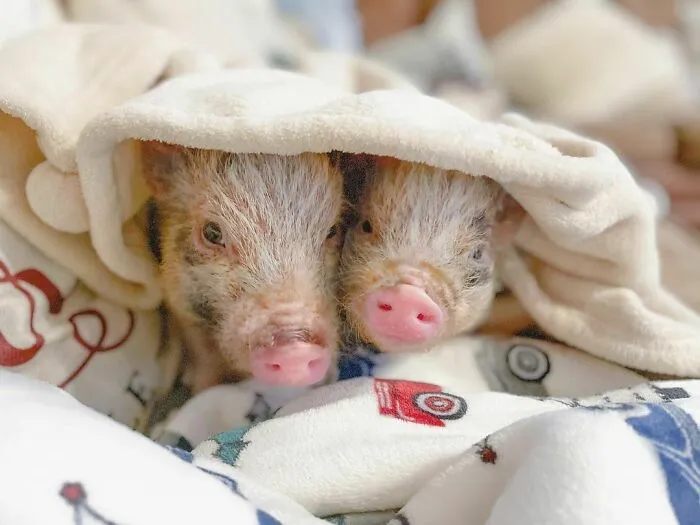 Woman Takes In Neglected Animals No One Wants, No Matter Their Species, And Has Already Saved Nearly 200