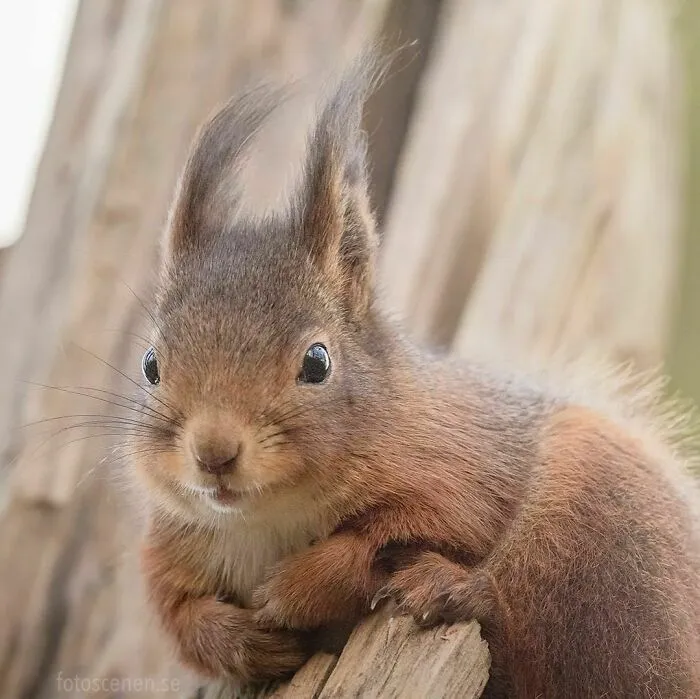 Amused