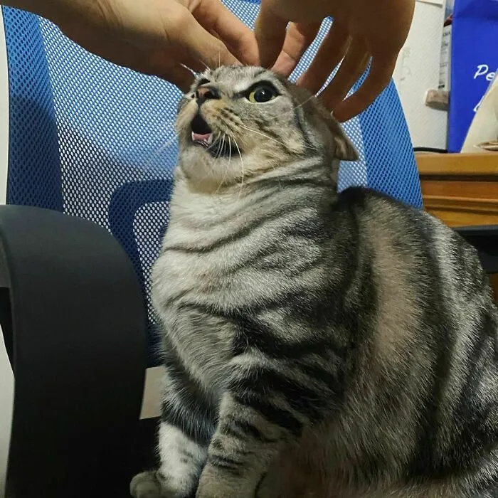 No estoy contento con este masaje de cabeza
