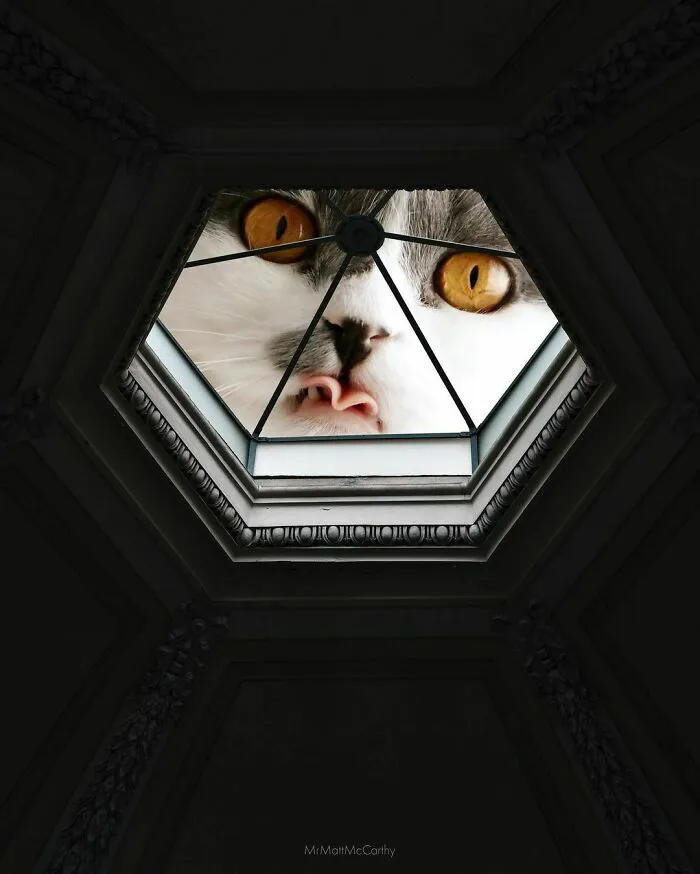 This Artist Uses Photoshop To Create Surreal Giant Cat Landscapes, Here Are His Best 30 Edits