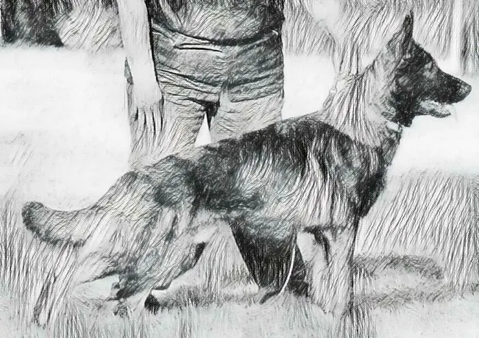 I Drew My Dog (Before I Got Him) From A Photo Online