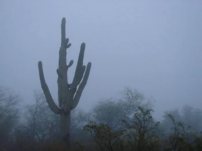 Giants In The Mist.  A Rare Foggy Morning In Arizona.