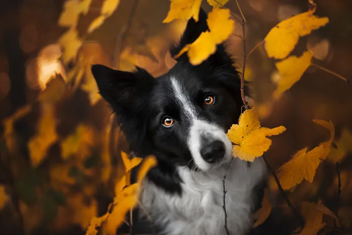 Autumn Mood