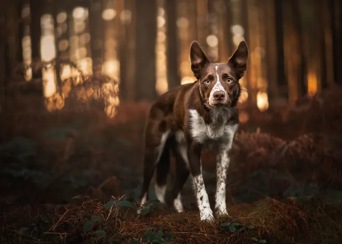 Border Collie's Stare