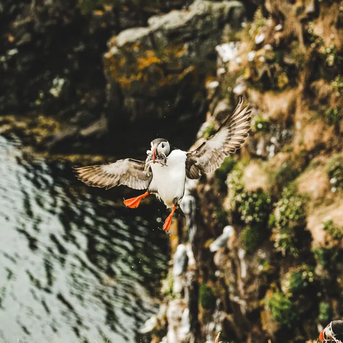 Puffin With Beak Full Of Fish
