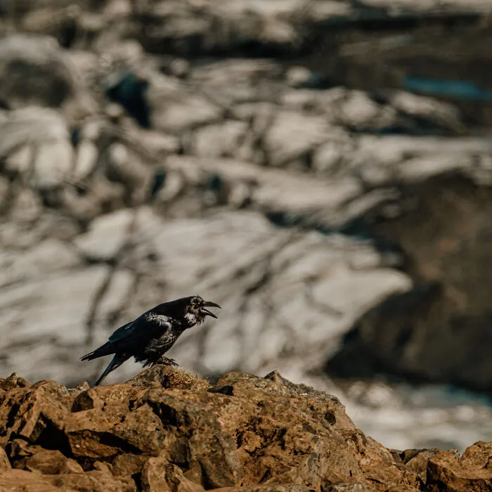 Raven At Skaftafellsjokull