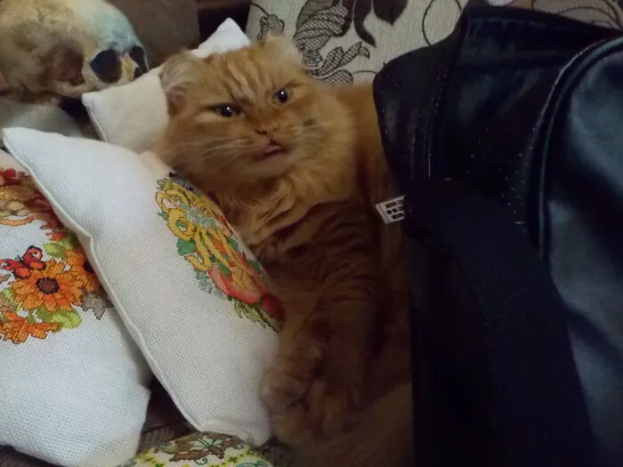 My Silly Floof Stefan