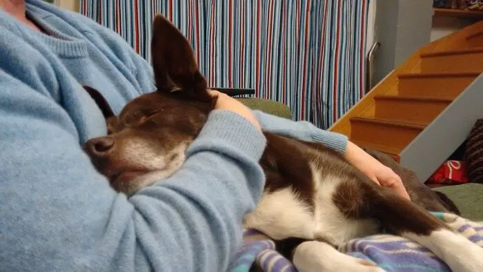 Finn The Kelpie. Rip My Lovely Boi...