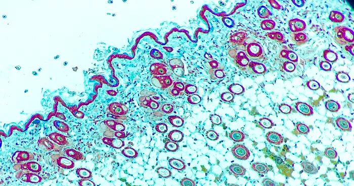 Immunohistochemical Stain Of Mouse Skin