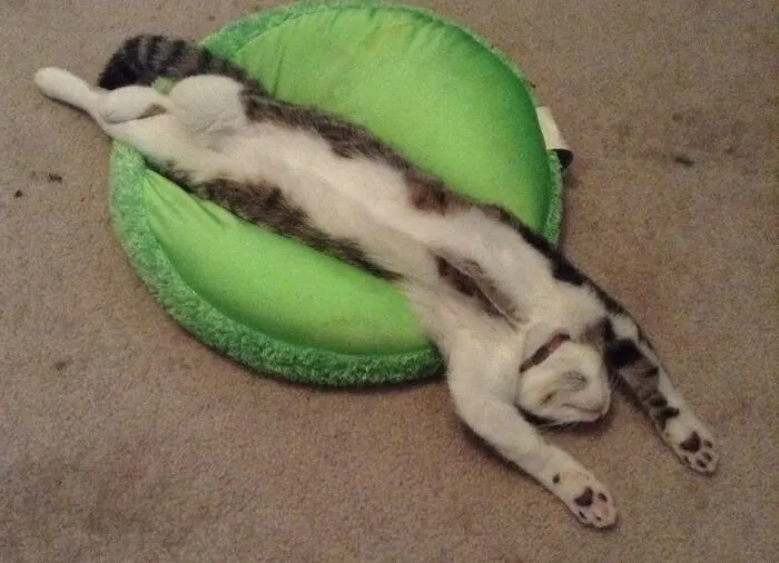 Frankie Is Tuckered Out!!