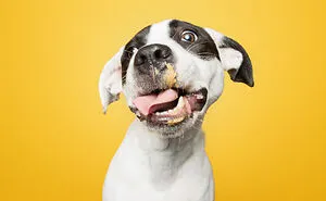 I Guarantee That Our Photos Of Rescue Puppies Eating Peanut Butter Might Make Your Day
