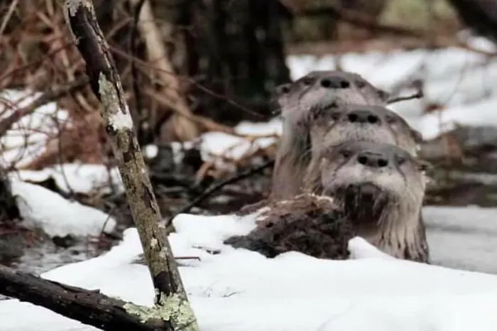 Hi How Are Ya, Hi How Are Ya, Hi How Are Ya?