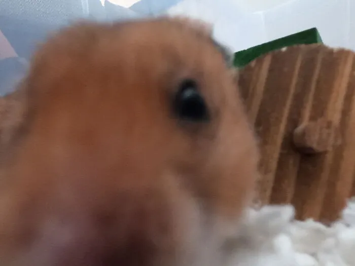 Camera Hog (Hamster)