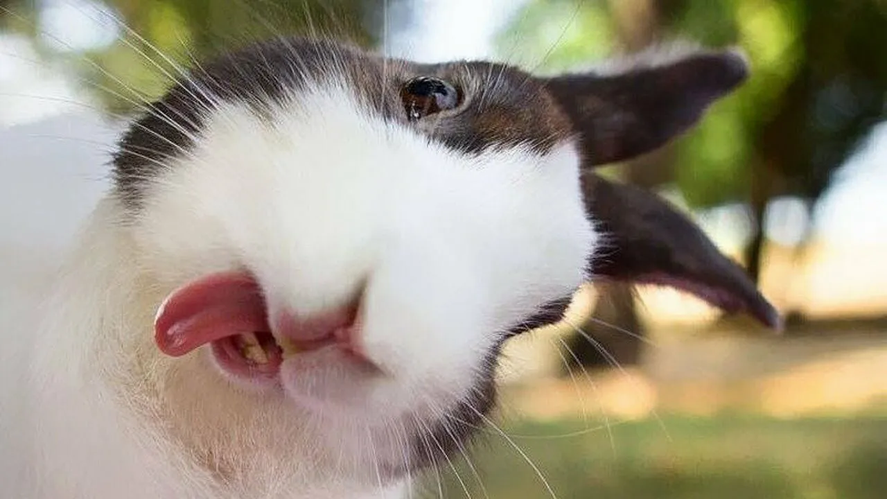 Hay Pandas Show Your Funniest Picture Of Your Rabbit