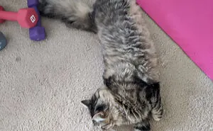 Hey Pandas, Post A Picture Of Your Pet.