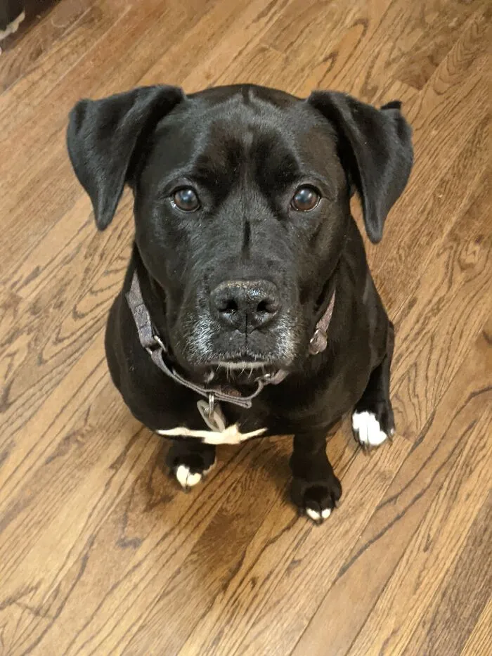 Roast My Dog