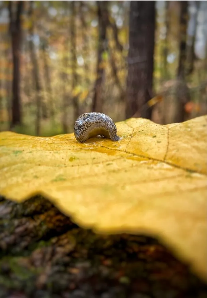 Slug Uuwuu