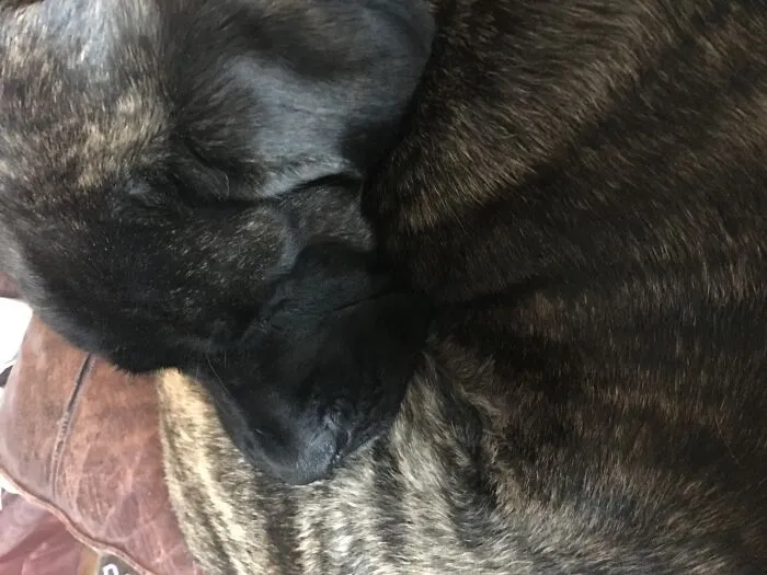 My Doggo