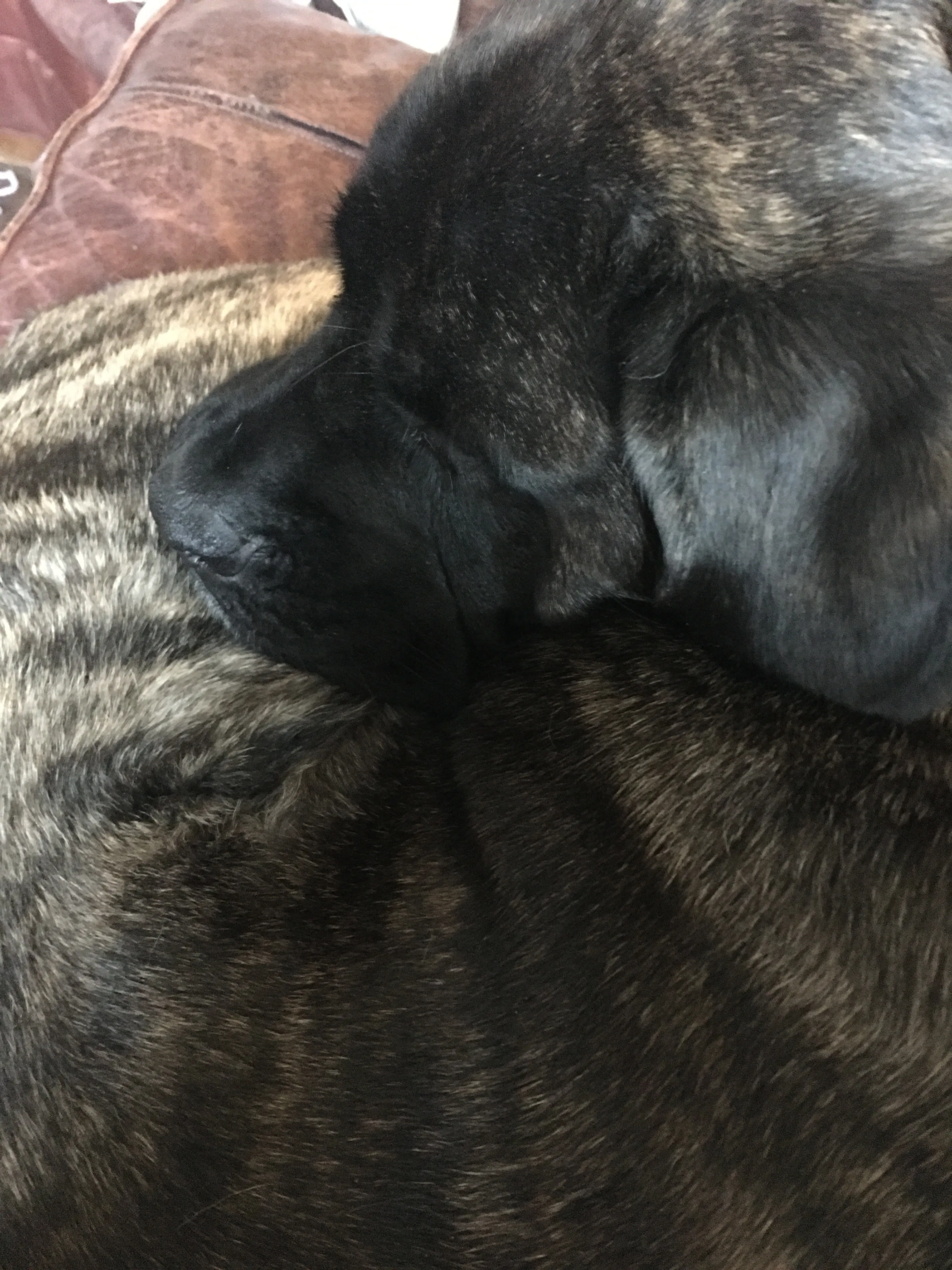 Hey Pandas, Show Me Your Pets