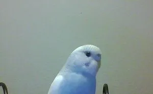Hey Pandas, What Would Your Pet's Profile Picture Be If They Could Have One? (Closed)