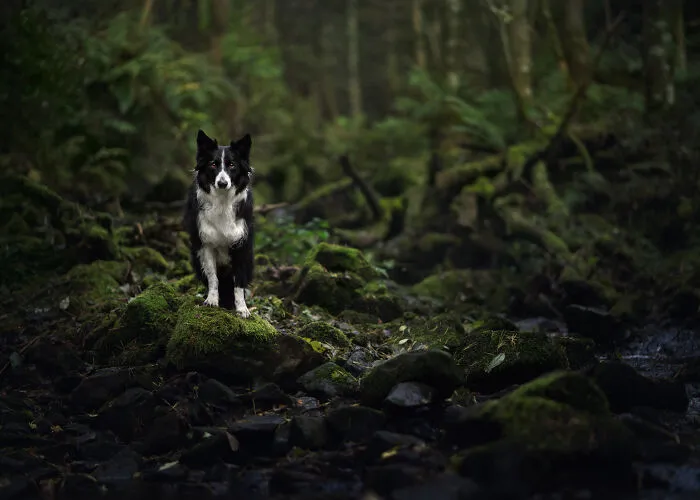 A Little Forest Creature