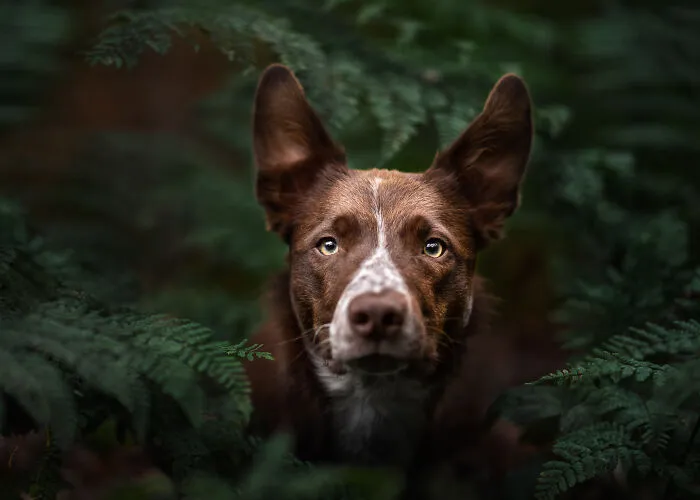 Amongst The Ferns