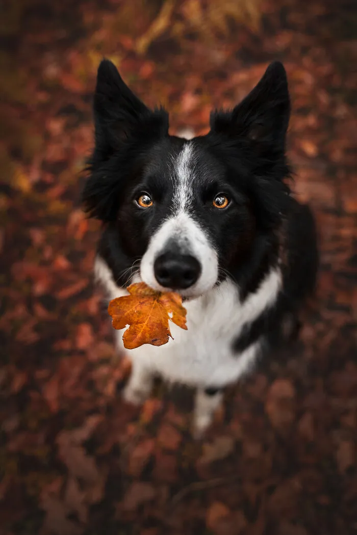 I Brought You This!