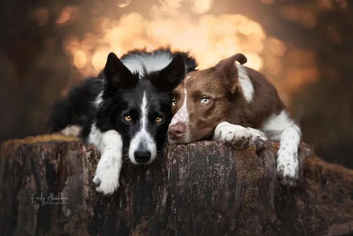 My Two Boys (Loki & Journey)