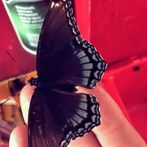 madame🦋
