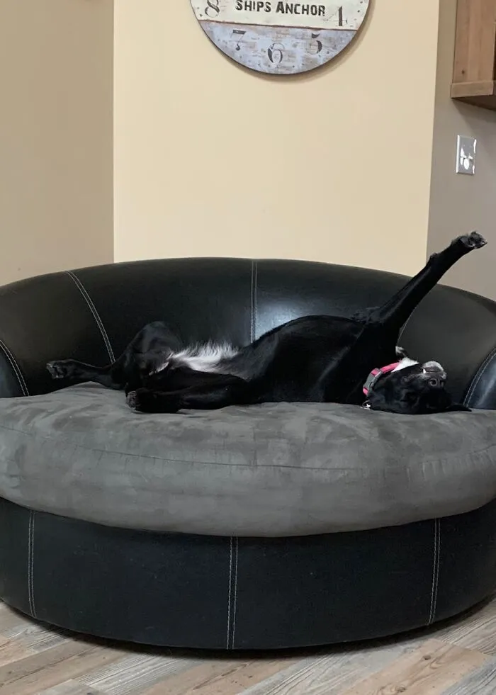 Queen Of The Round Chair