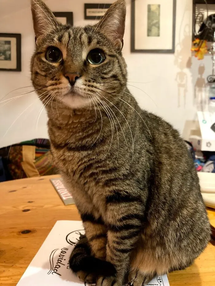 Catimini !