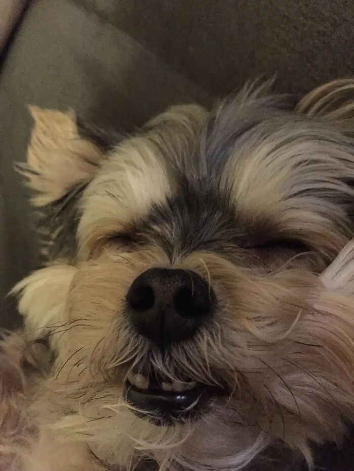 Harley