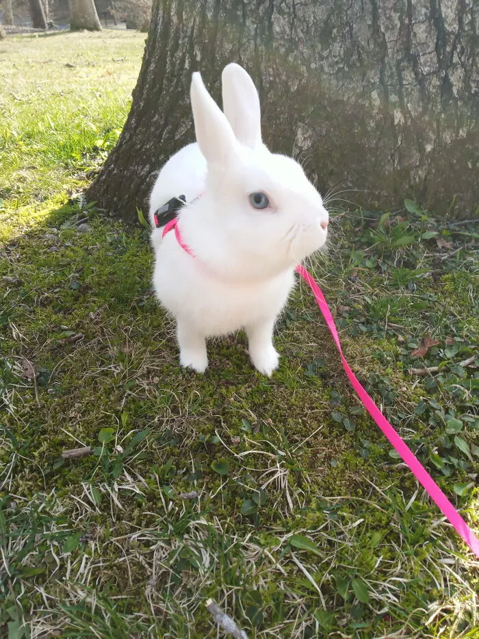 Benjamin The Bunny