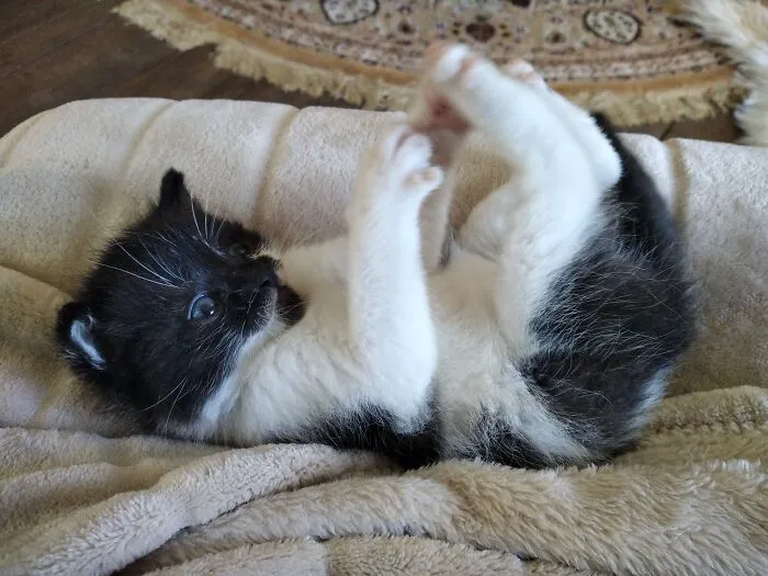 Foster Fail Dorothy