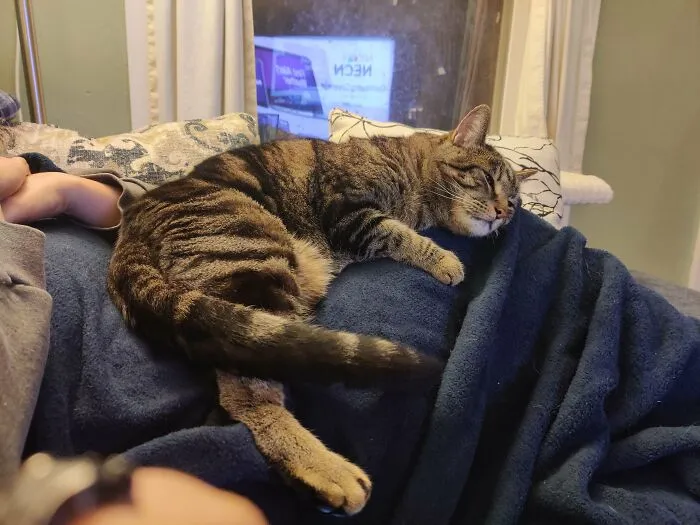 A Lap Cat