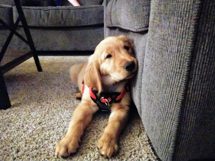 Sleepy After A Long Day Of Playing