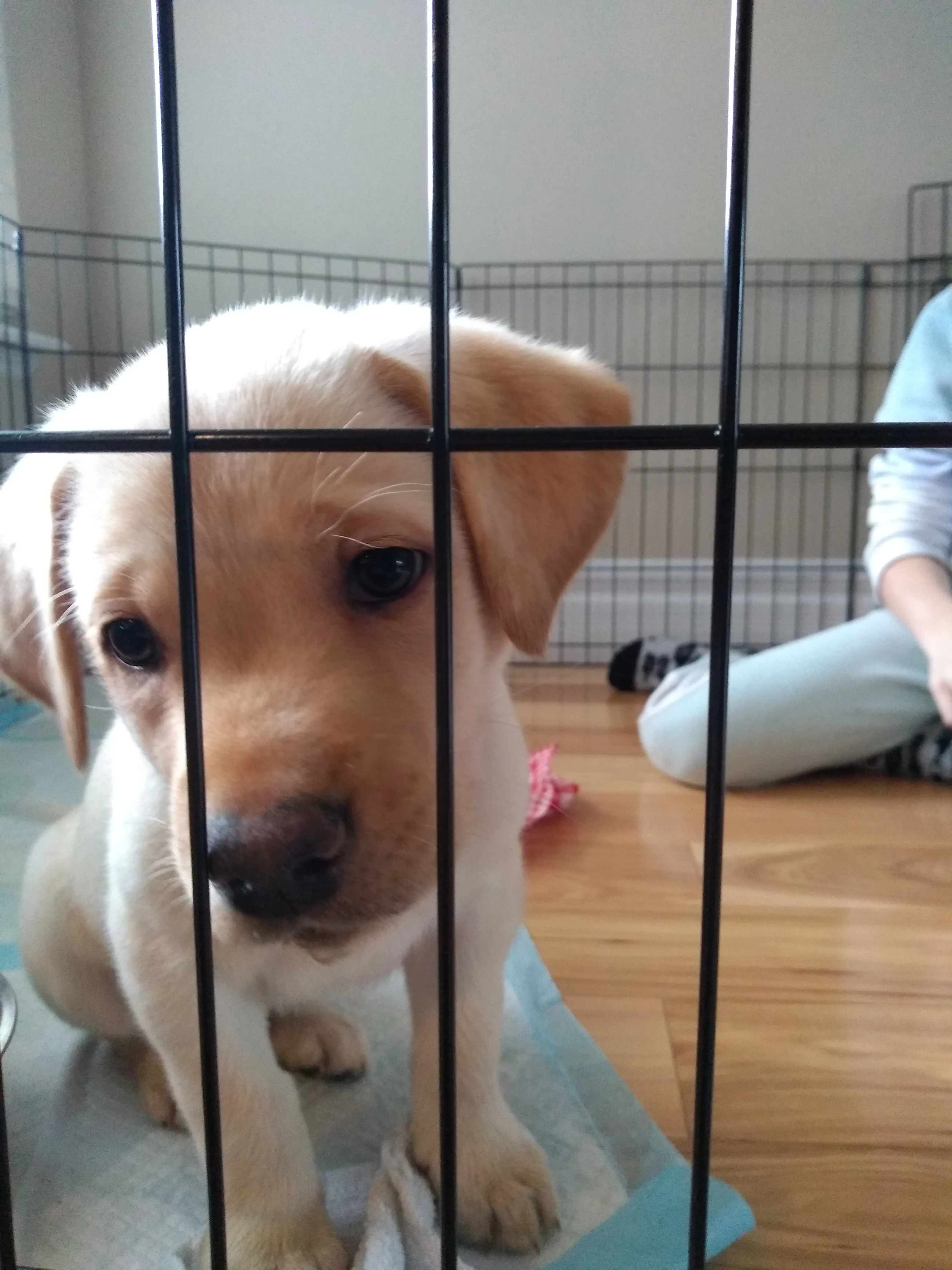 Here's My New Puppy!