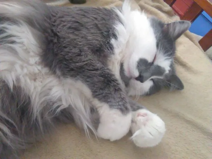 Cute? He Goes From This To Attack Mode In A Nanosecond